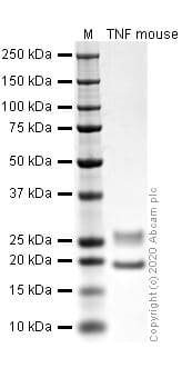 Recombinant mouse TNF alpha protein (Active)(AB259411)