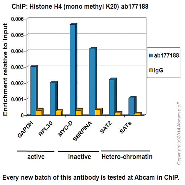Anti-Histone H4 (mono methyl K20) antibody [EPR16999] - BSA and Azide free(AB239412)