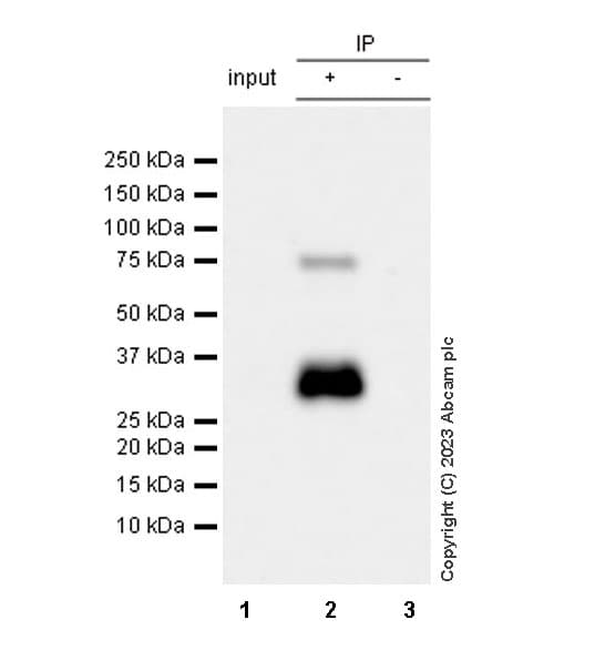 Anti-RUNX1 / AML1 antibody [RM1089] - BSA and Azide free(AB315399)