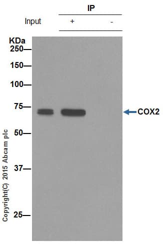 Anti-COX2 / Cyclooxygenase 2 antibody [EPR12012](AB179800)