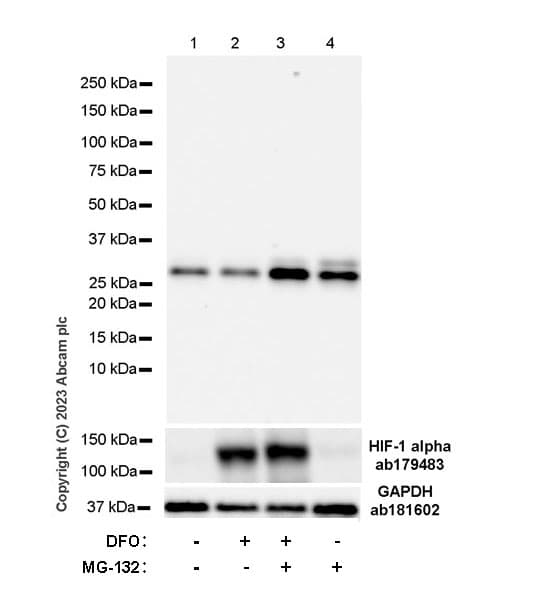 Anti-HIF-1 alpha antibody [EPR16897](AB179483)