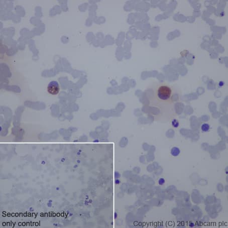 Anti-CD42b antibody [EPR6995](AB134087)