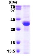 Recombinant Human RPA32/RPA2 protein(AB101216)