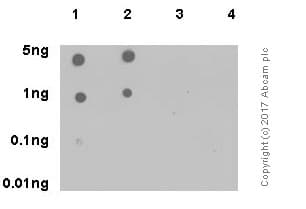 Anti-JAK2 (phospho Y1007 + Y1008) antibody [E132](AB32101)