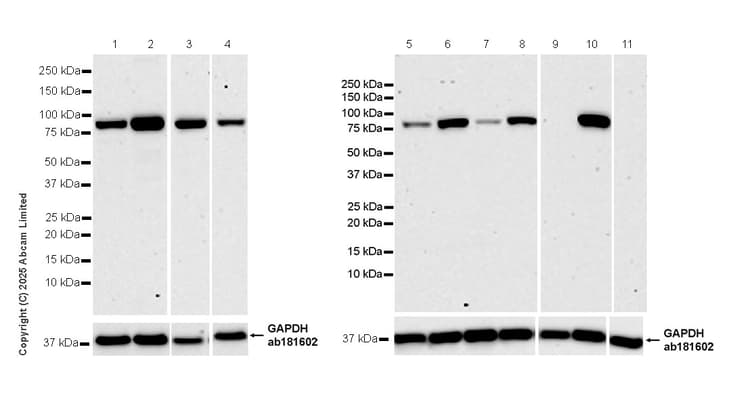 Goat Anti-Rabbit IgG H&L (HRP)(AB97051)