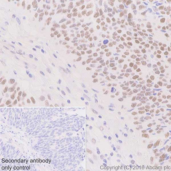 Anti-HP1 gamma/CBX3 antibody [EPR19802] - BSA and Azide free(AB223535)