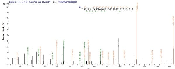 Recombinant Human PU.1/Spi1 protein (His tag)(ab236335)