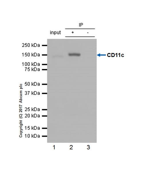 Anti-CD11c antibody [EP1347Y] - BSA and Azide free(AB216655)