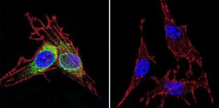Anti-Hsp70 antibody [5A5](AB2787)