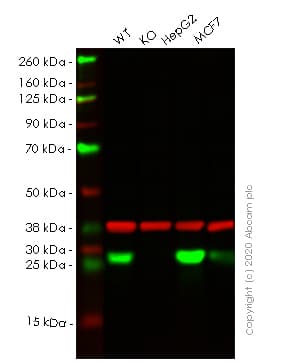 Ak3l1 Antibody Epr7678 Ab131327  Western Blot Img5083