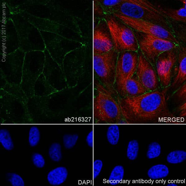 Anti-Occludin antibody [EPR20992](AB216327)