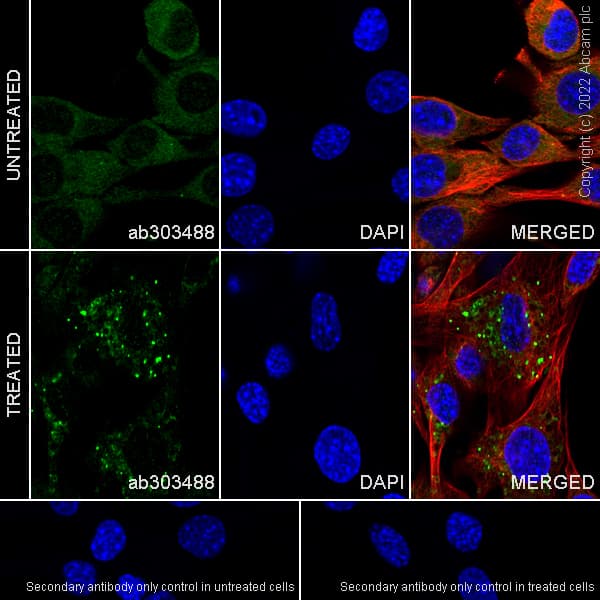 Anti-ATG12 antibody [EPR27485-89] - BSA and Azide free(AB303489)