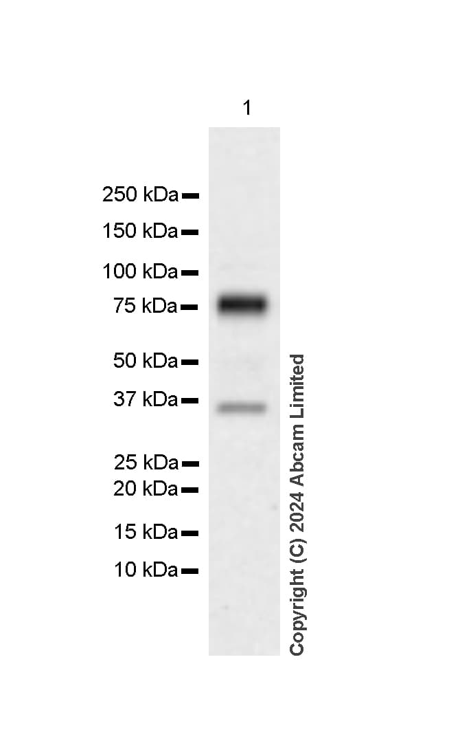 Alkaline Phosphatase Antibody Epr20428 147 Bsa And Azide Free Capture Ab252581  Western Blot Img440867