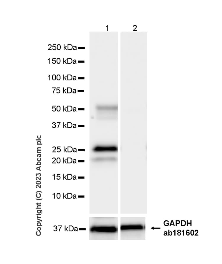 Tmprss2 Antibody P5h9 A3 Bsa And Azide Free Ab309547  Western Blot Img417086