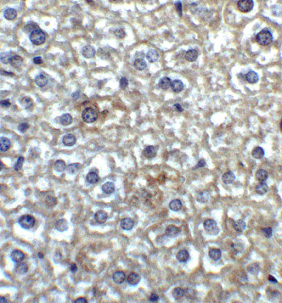 Anti-TIM 4 antibody(AB47637)