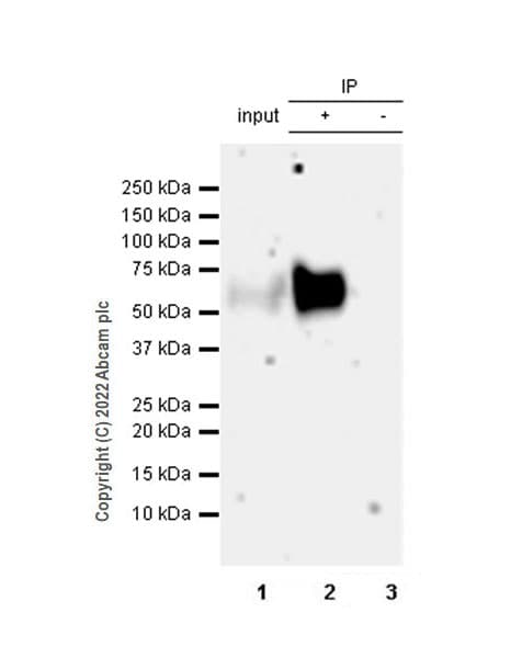 Pd1 Antibody Epr26302 8 Bsa And Azide Free Ab300426  Immunoprecipitation Img400848