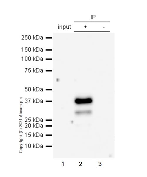 Glycophorin C Gpc Antibody Epr4116 Bsa And Azide Free Ab247712  Immunoprecipitation Img168741