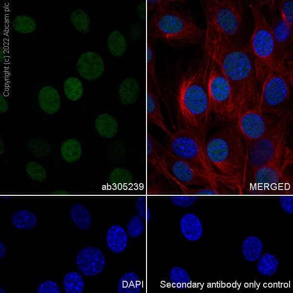 Anti-UBR7 antibody [EPR26170-67]