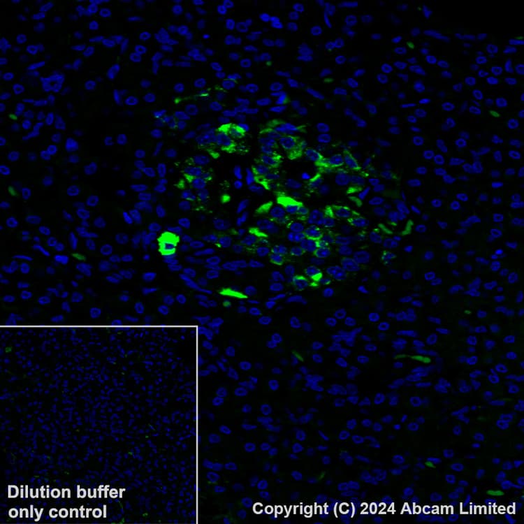 Alexa Fluor 488 Glp 1 Antibody Epr4042 1 Ab319127  Immunohistochemistry Formalin Pfa Fixed Paraffin Embedded Sections Img434266