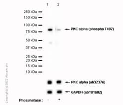 Anti-PKC alpha (phospho T497) antibody [EP2608Y] - BSA and Azide free(AB284734)