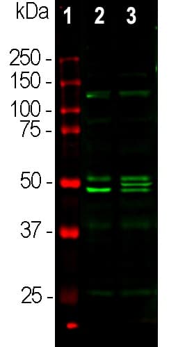 Anti-NeuN antibody - Neuronal Marker(AB104225)