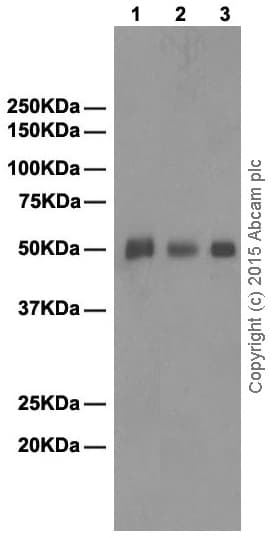 Anti-Human IgG antibody [EPR4421](AB109489)