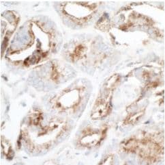 Anti-ZO1 tight junction protein antibody [BLR092G](AB276131)