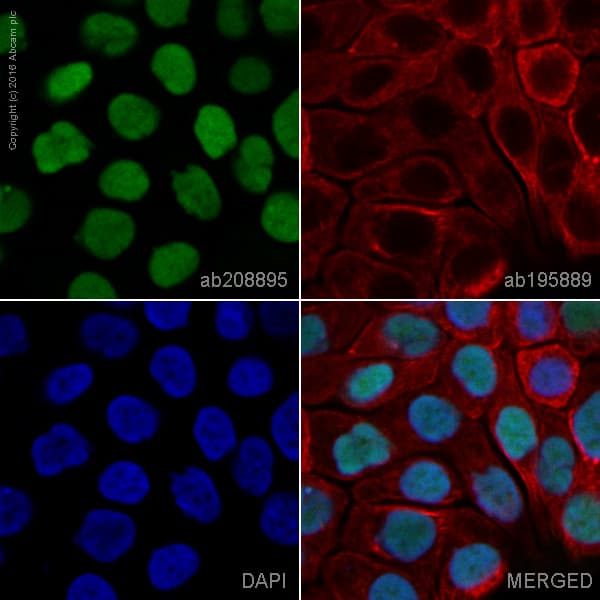 Gata3 Antibody Epr16651 Bsa And Azide Free Ab214804  Immunocytochemistry Immunofluorescence Img131580