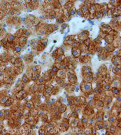 Anti-COX IV antibody - Mitochondrial Loading Control(AB16056)