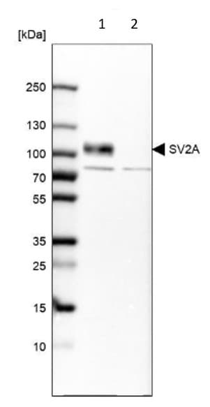Sv2a Antibody Ab224073  Western Blot Img57779