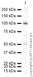 Anti-Transferrin Receptor antibody(ab84036)