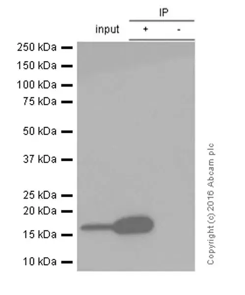 Anti-gamma H2A.X (phospho S139) antibody [EP854(2)Y](AB81299)
