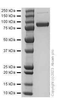 Recombinant Human Periostin protein (His Tag)(AB310788)