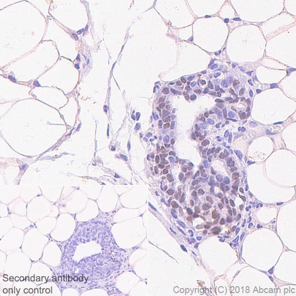Mature Oligodendrocyte Marker (Olig2, MBP, MOG, SOX10) Antibody Sampler Panel - Human, Mouse(AB254026)