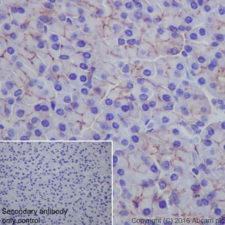 Anti-Claudin 3 antibody [EPR19971](AB214487)