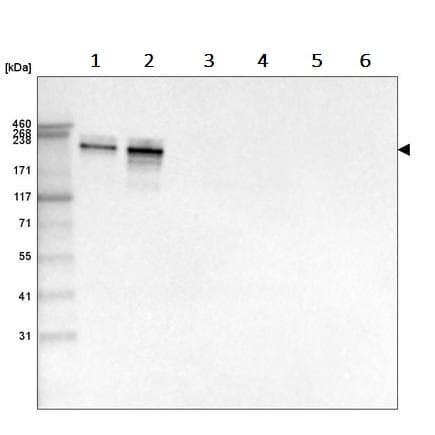 Anti-Laminin alpha 4/LAMA4 antibody [CL3185](AB242359)