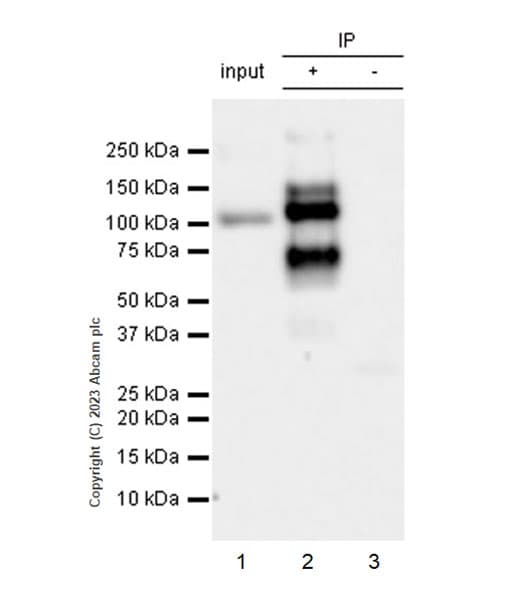 Anti-pan Brd4 antibody [EPR25424-71](AB314432)