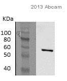 Monoamine Oxidase A Mao A Antibody Epr7101 Ab126751  Western Blot Img7008