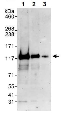 Map7 Antibody Ab240695  Western Blot Img61400