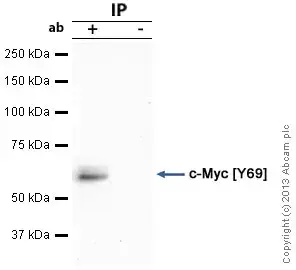 Anti-c-Myc antibody [Y69] - ChIP Grade(AB32072)