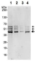 Anti-SPHK1 antibody(AB245354)