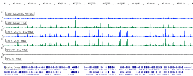 Anti-EHMT2/G9A antibody [EPR18894] - ChIP Grade - BSA and Azide free(AB240289)