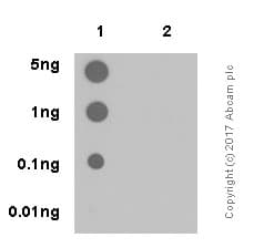 Anti-mTOR (phospho S2448) antibody [EPR426(2)](AB109268)