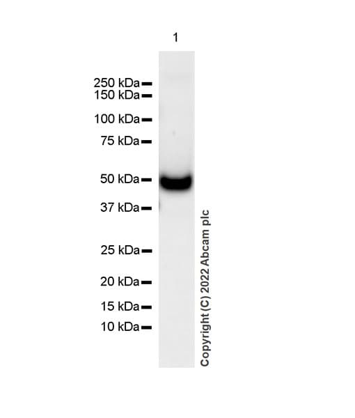 Gaba A Receptor Alpha 2 Gabra2 Antibody Epr26485 185 Bsa And Azide Free Ab307360  Western Blot Img405549