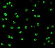 Ndel1 Antibody Ab25959  Immunocytochemistry Immunofluorescence Img104976