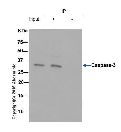Anti-Caspase-3 antibody [E87](AB32351)