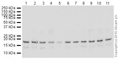 Human Histone H3 (di methyl K9) peptide(AB1772)