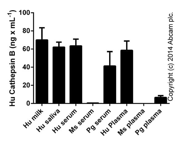 Human Cathepsin B ELISA Kit(AB119584)