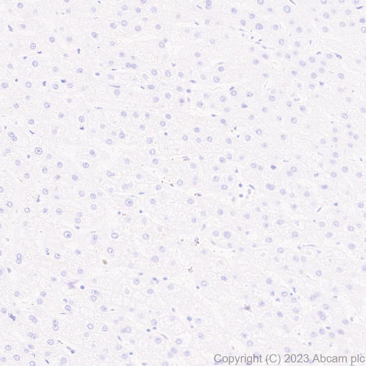 68kda Neurofilament Nf L C Term Antibody Epr28784 63 Bsa And Azide Free Ab315815  Immunohistochemistry Formalin Pfa Fixed Paraffin Embedded Sections Img425443