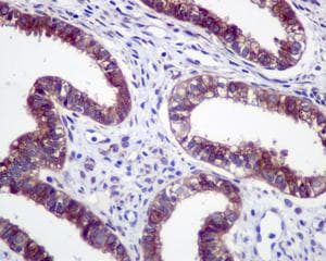 Grasp65 Antibody Epr12439 Bsa And Azide Free Ab249824  Immunohistochemistry Formalin Pfa Fixed Paraffin Embedded Sections Img81673